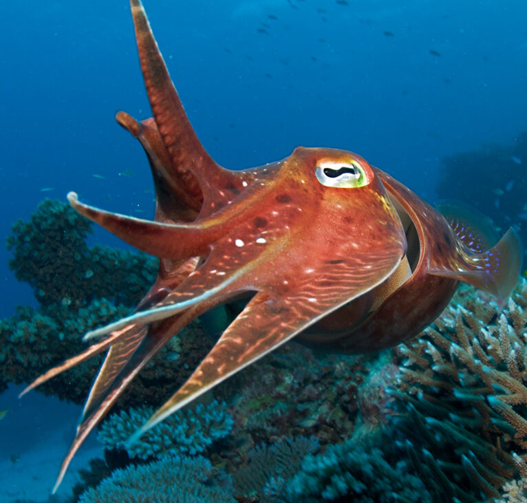 Cuttlefish