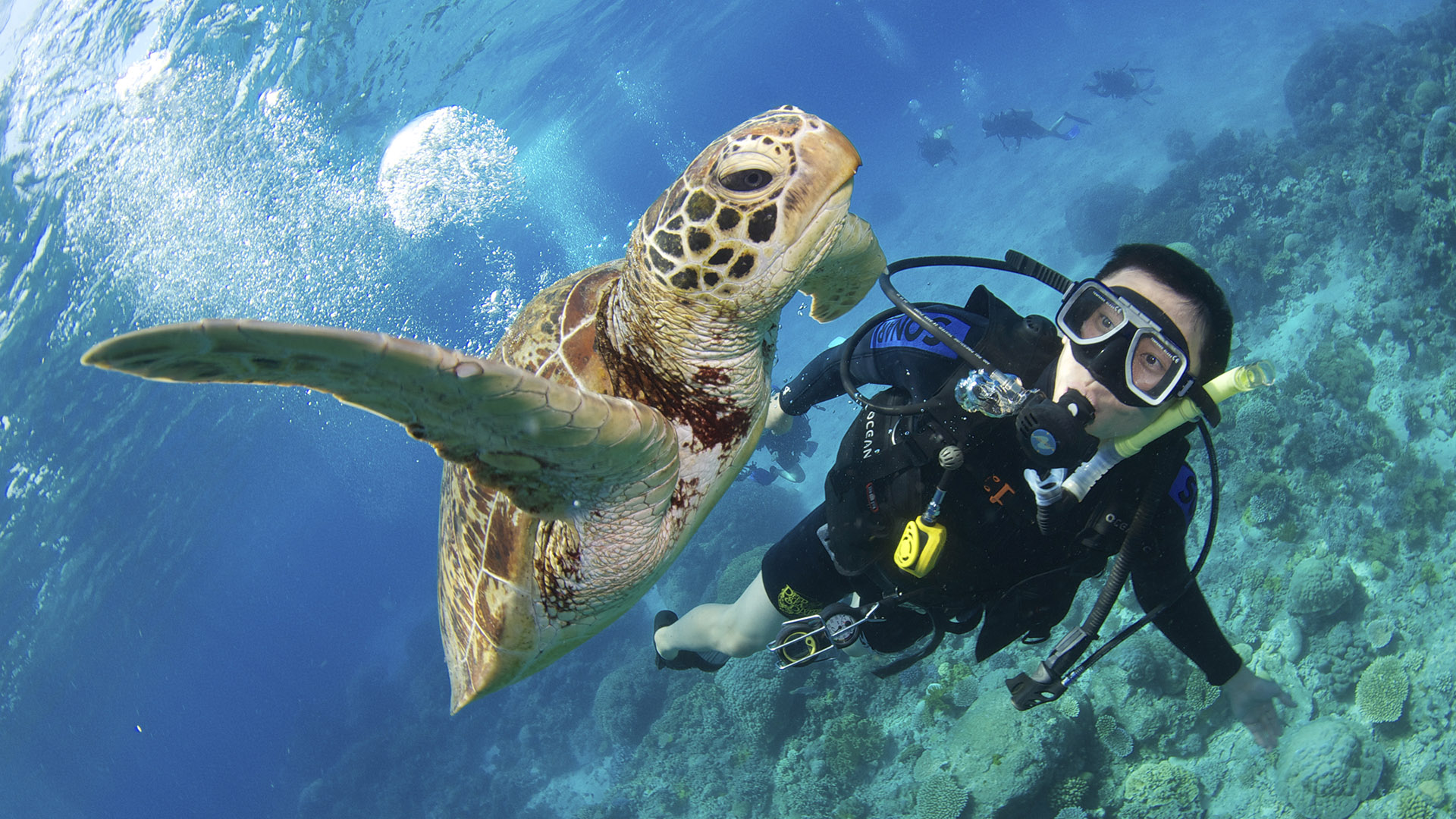 Diving the Great Barrier Reef - Spirit of Freedom