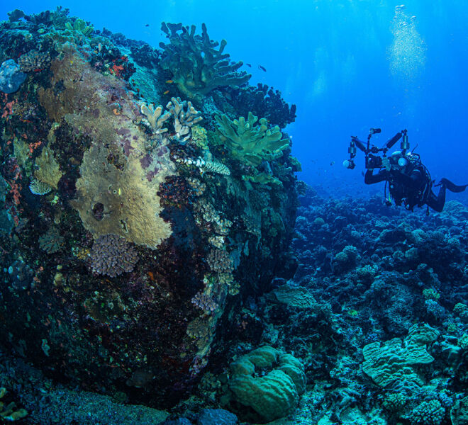 Exploring the Coral Sea on a dive liveaboard