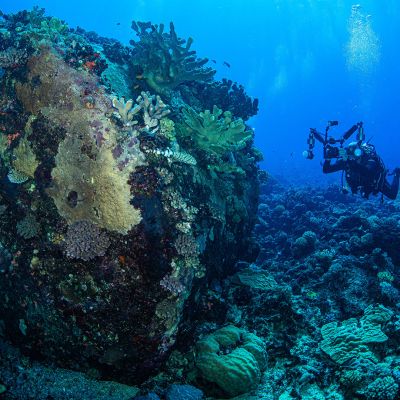 Exploring the Coral Sea on a dive liveaboard