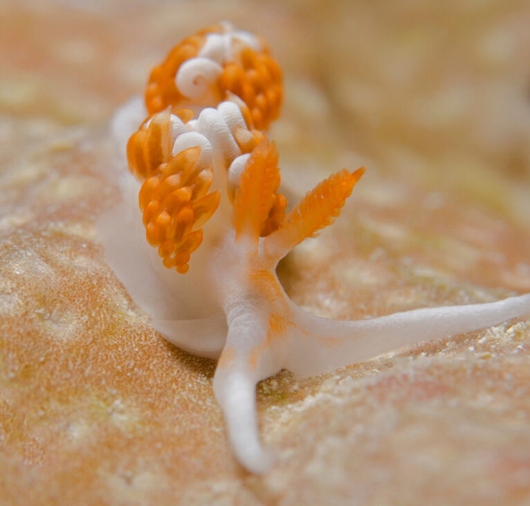 Nudibranchs