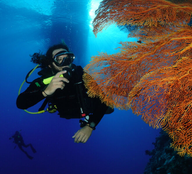Coral Sea diving