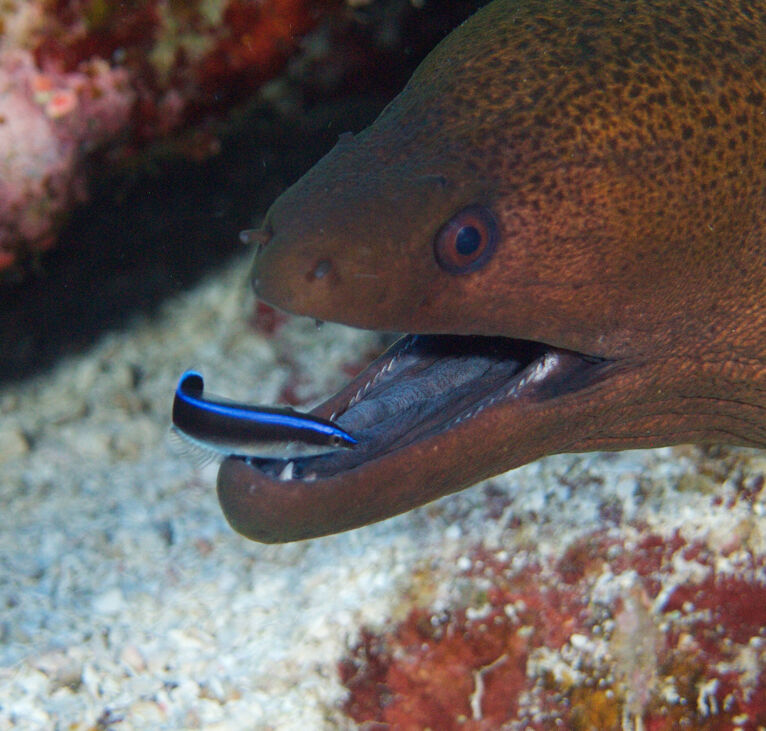 Moray Eel