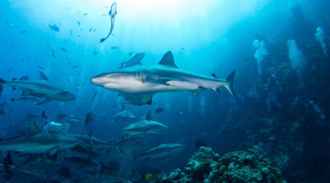 Shark Dive - Great Barrier Reef