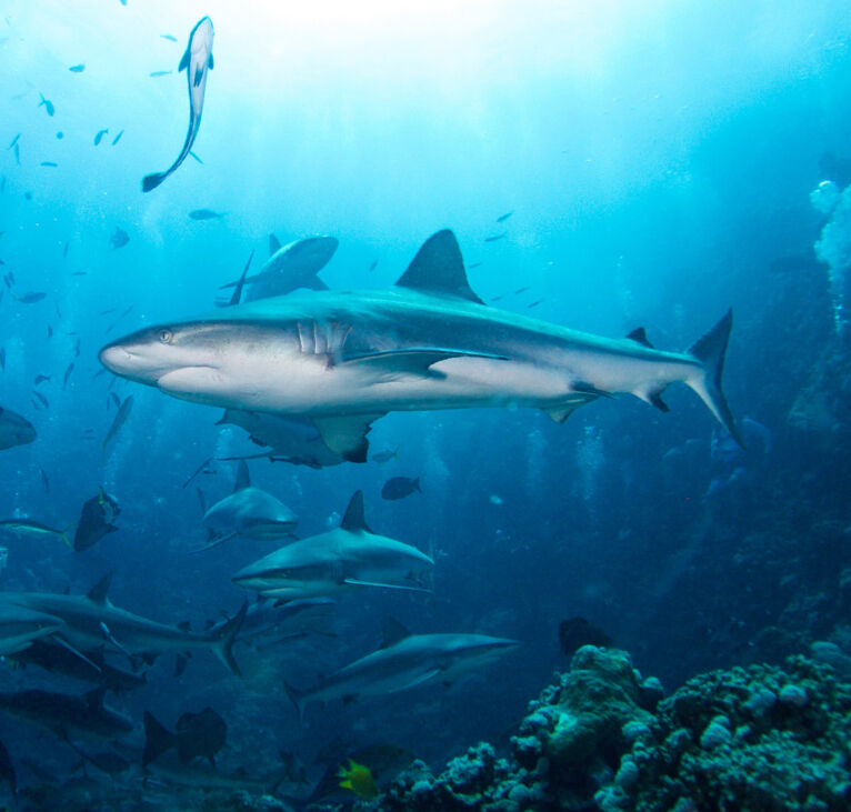 Shark Dive - Great Barrier Reef