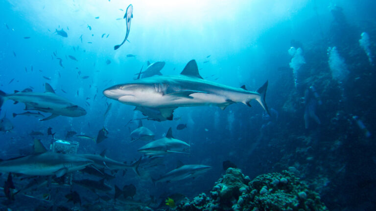 Shark Dive - Great Barrier Reef