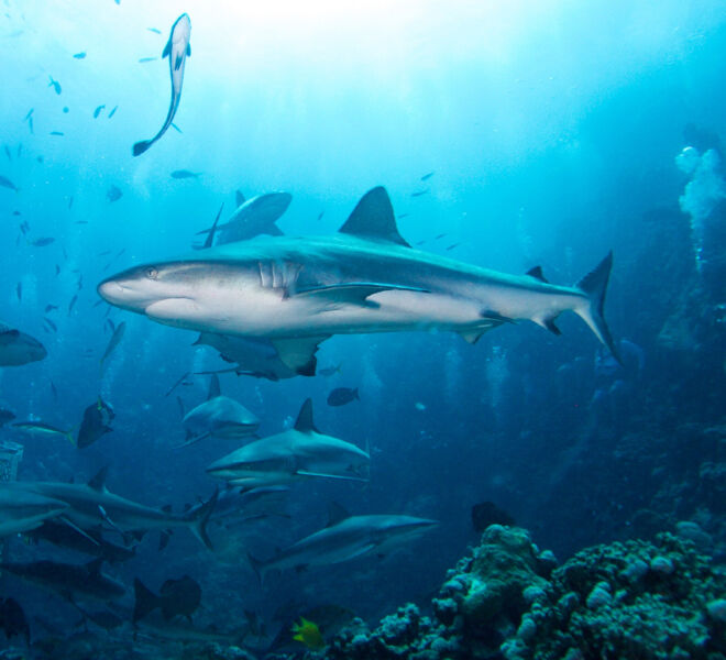 Shark Dive - Great Barrier Reef