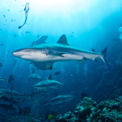 Shark Dive - Great Barrier Reef