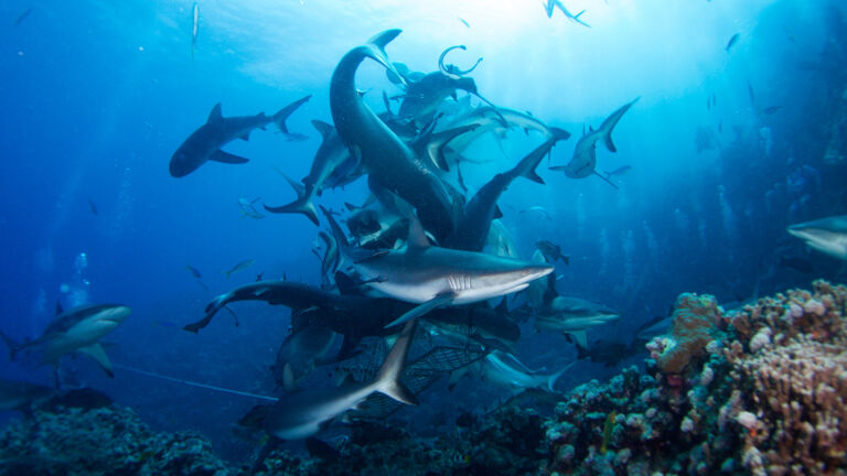 Shark Diving the Great Barrier Reef