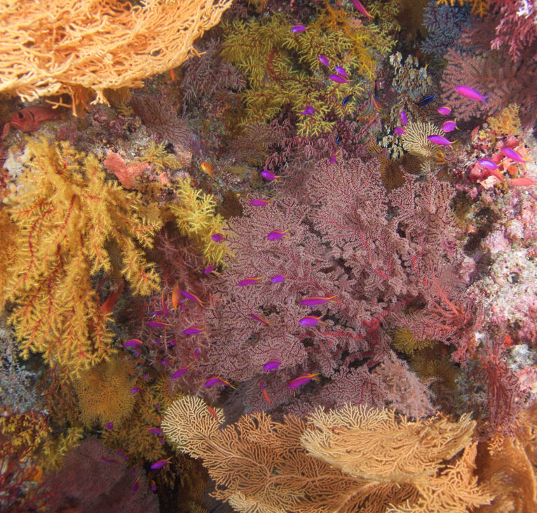 soft coral reef