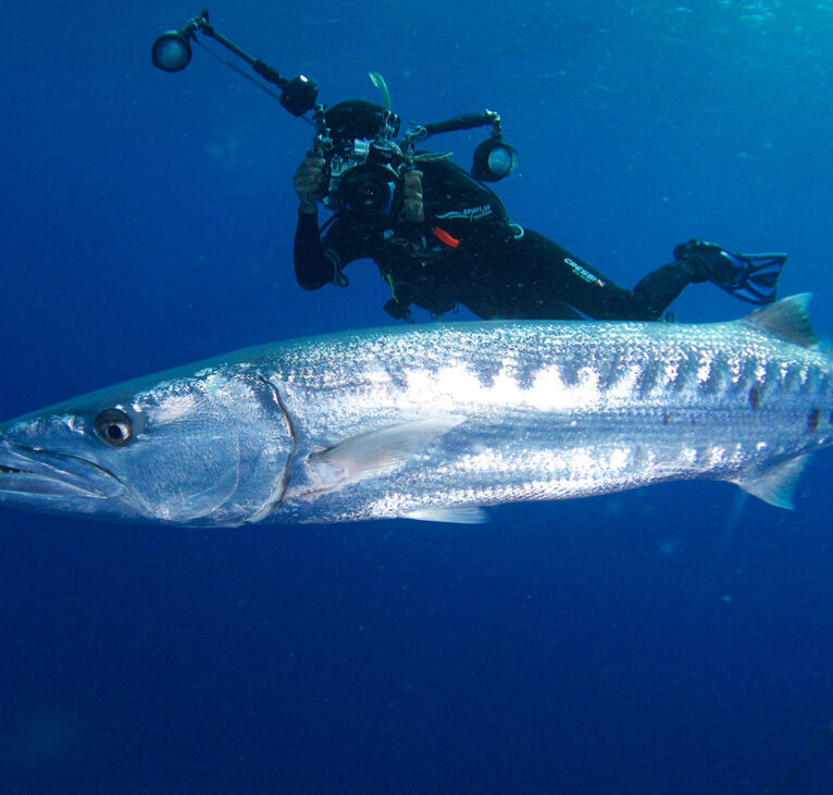 Diver photographs a barracuda