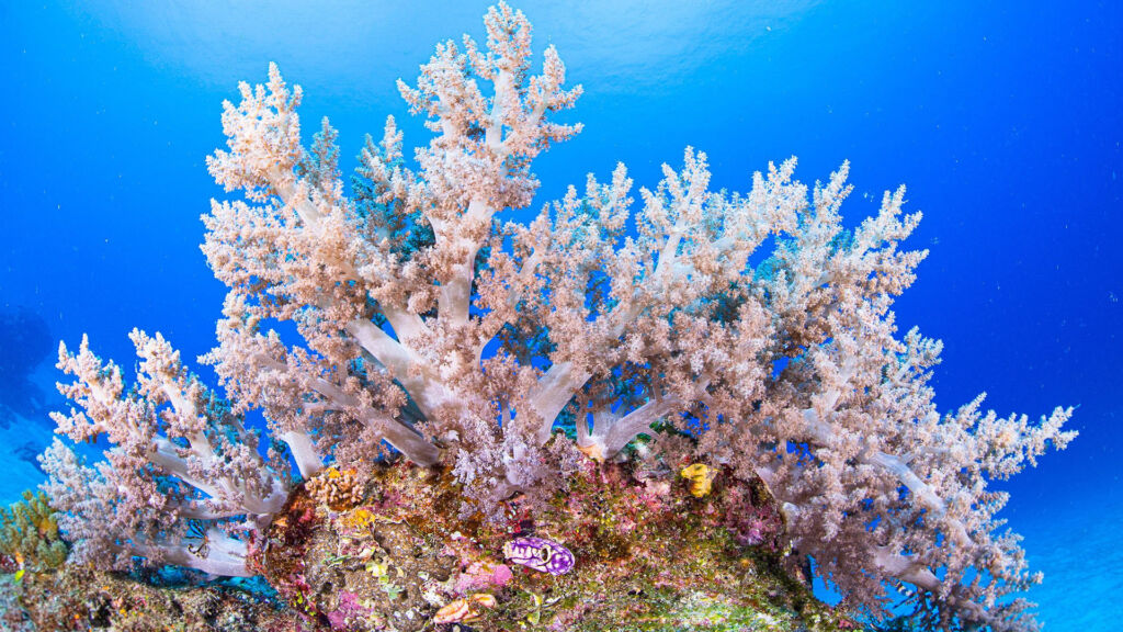 Colourful Coral Great Barrier Reef