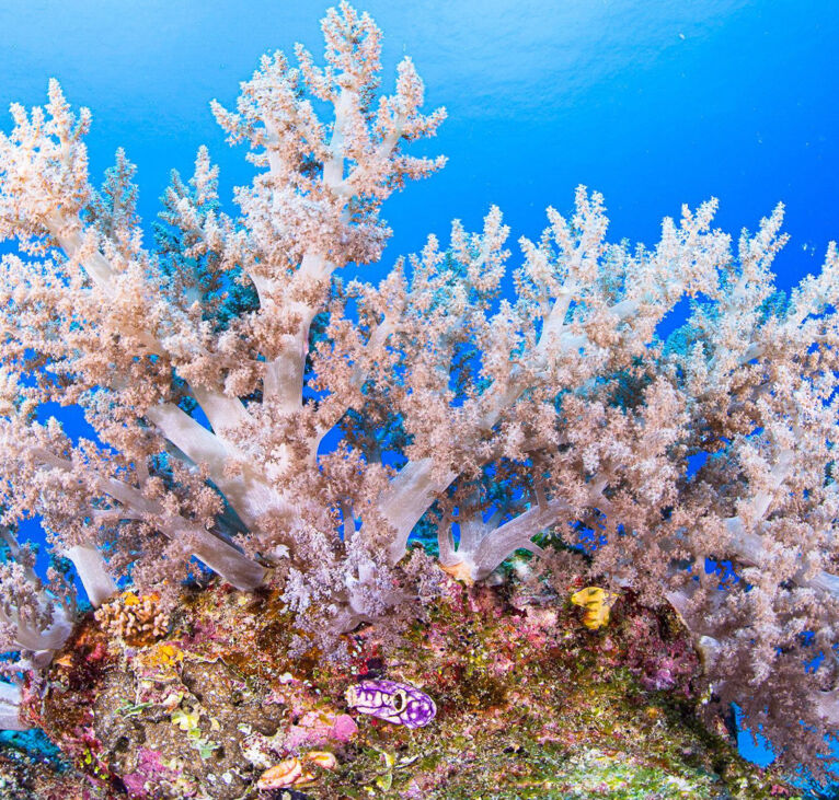 Colourful Coral Great Barrier Reef