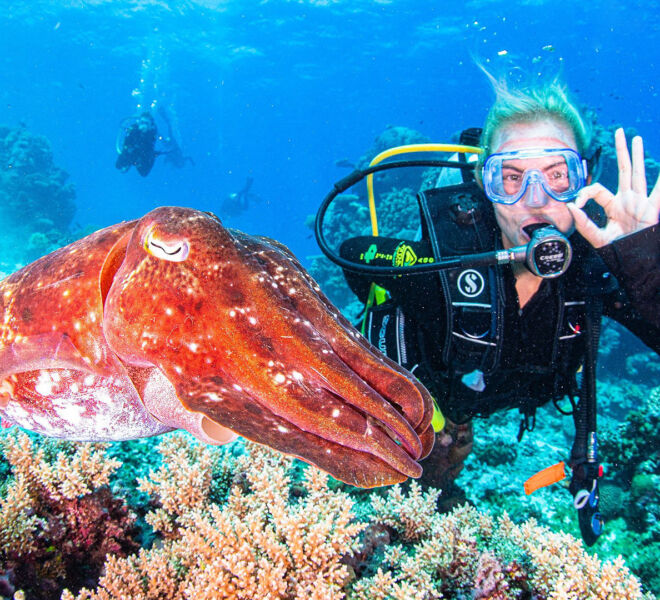 Ribbon Reef diver