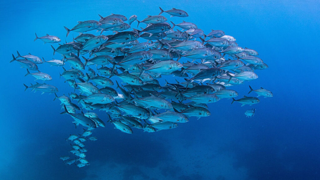 diving the great barrier reef