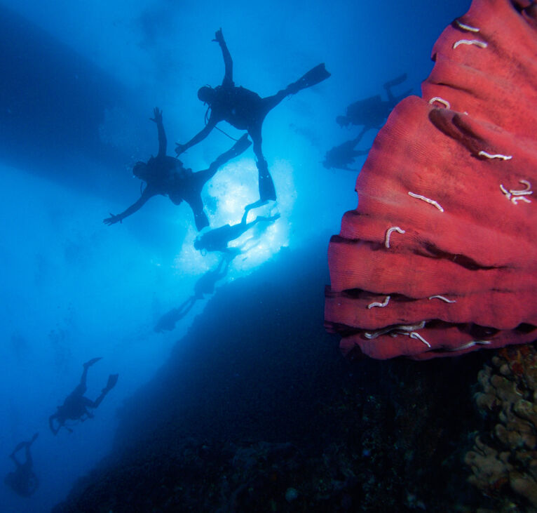 Two divers seen from below