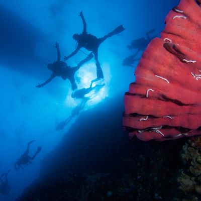 Two divers seen from below