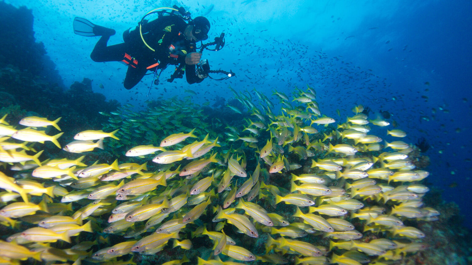 Diver photographs school of sweetlips