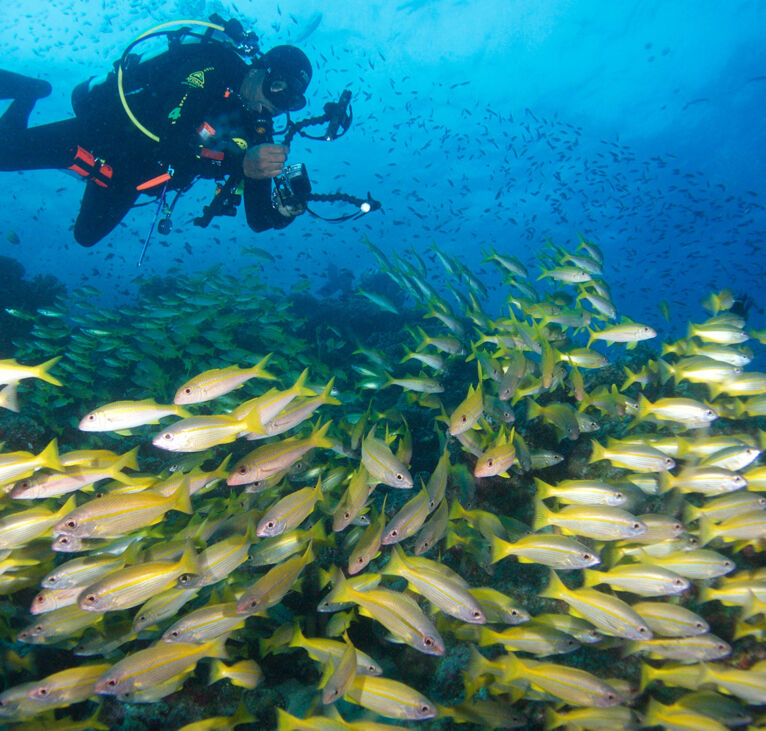 Diver photographs school of sweetlips