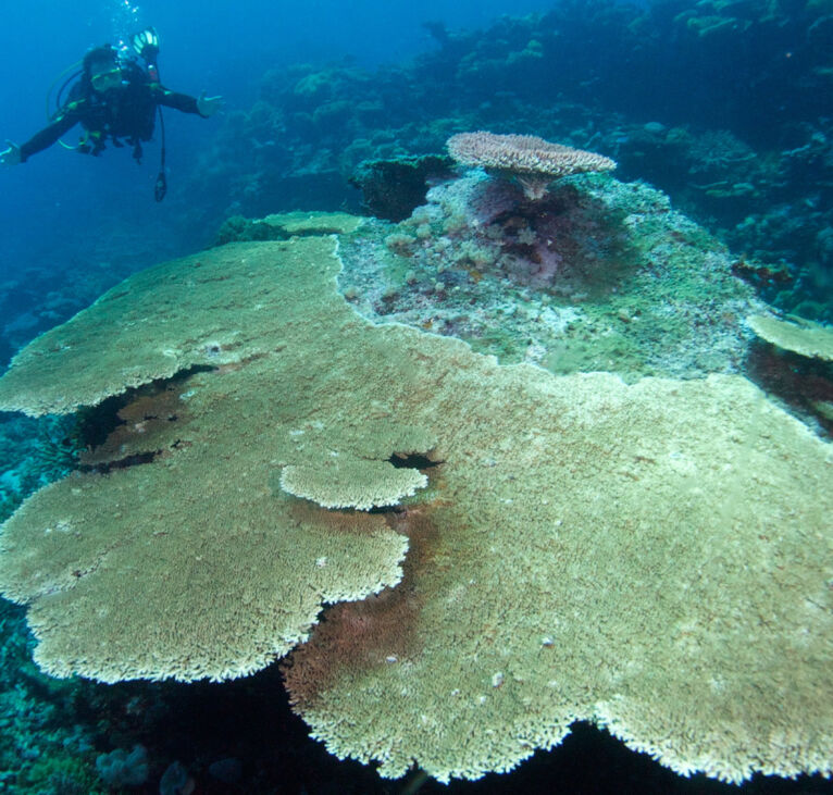 Coral Sea Plat Coral