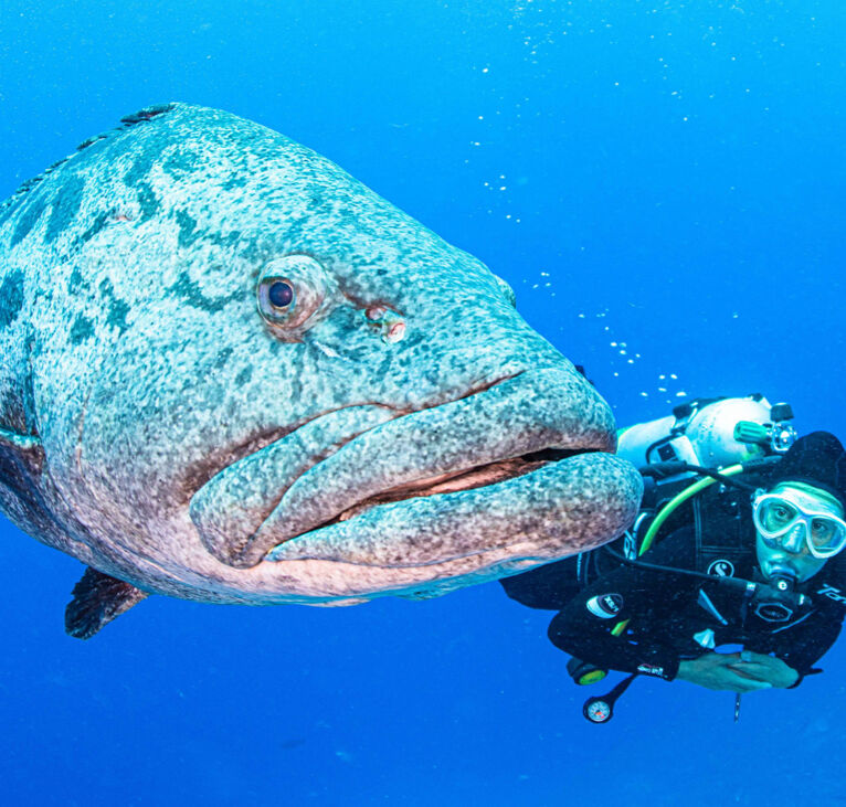 diver with potato cod fish