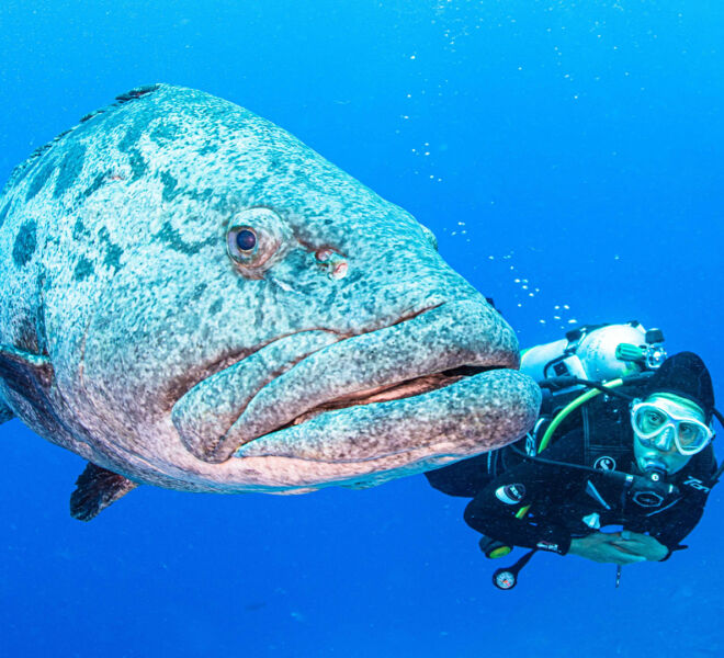 diver with potato cod fish