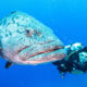 diver with potato cod fish