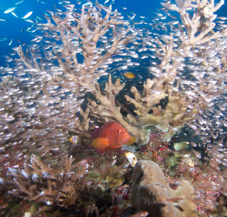 Ribbon Reef Diving