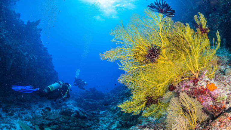 divers exploring gullies on Liveaboard Cairns