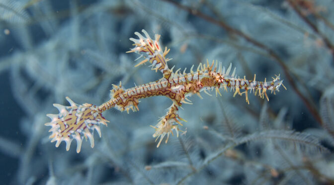 Ghost Pipefish