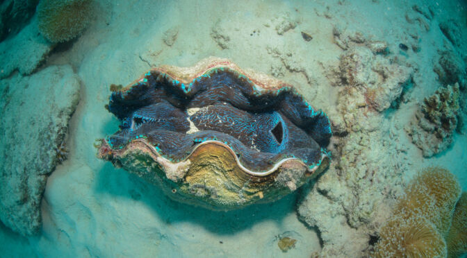 giant-clam