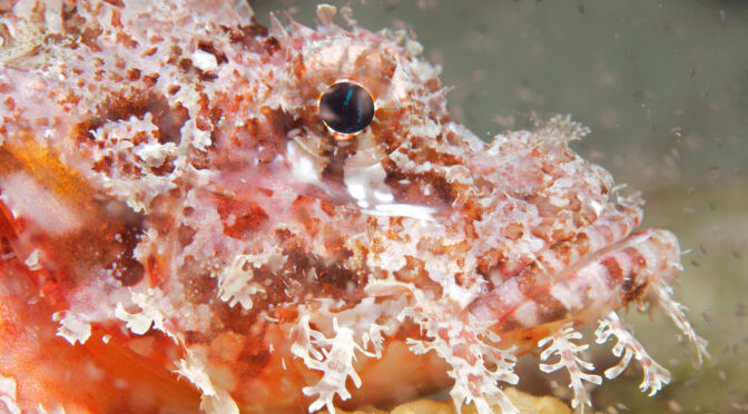 Leafy Scorpionfish