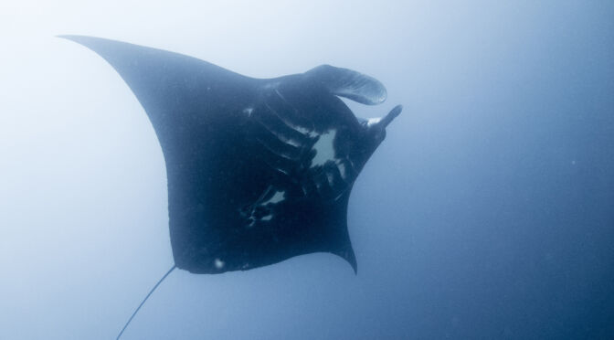 Manta Diving the Great Barrier Reef