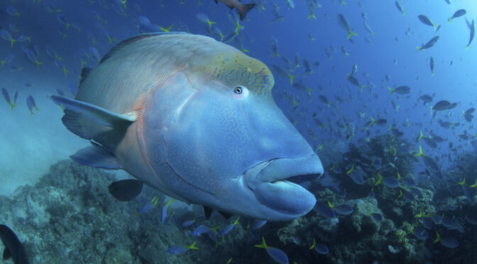 maori-wrasse