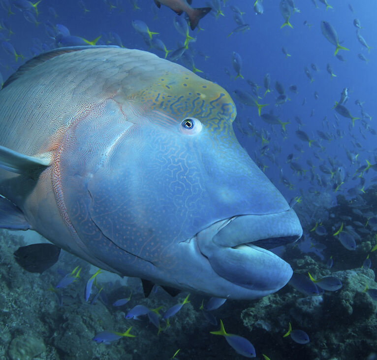 maori-wrasse