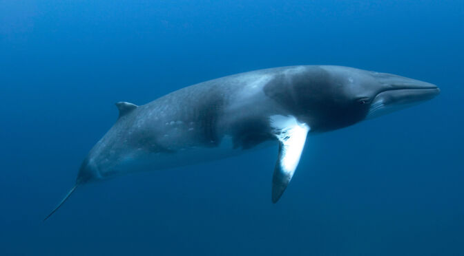 minke-whale