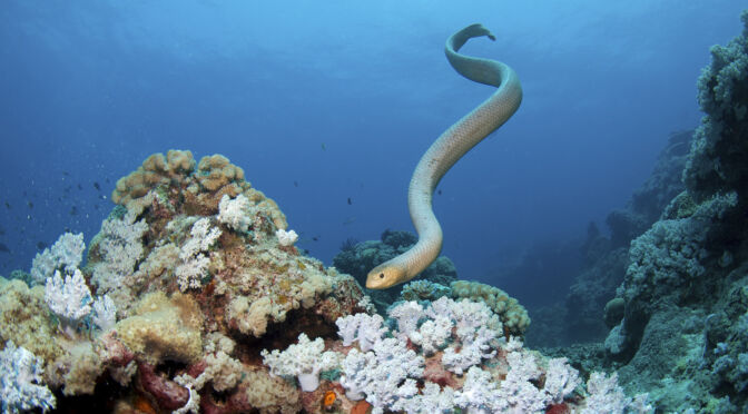 Olive Sea Snake