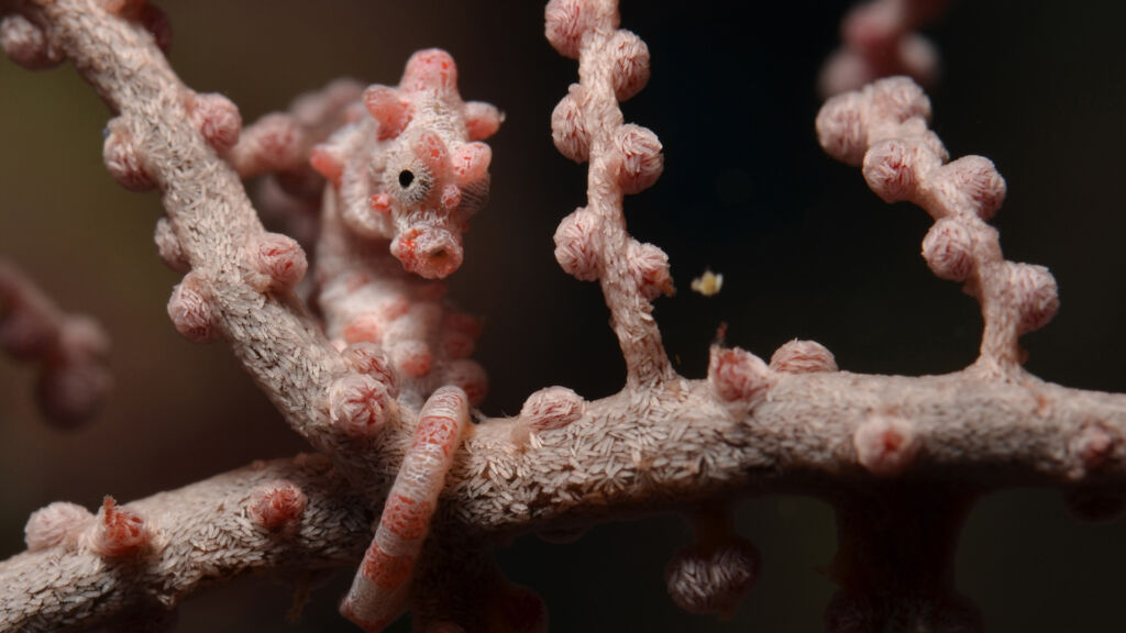 Pygmy Seahorse