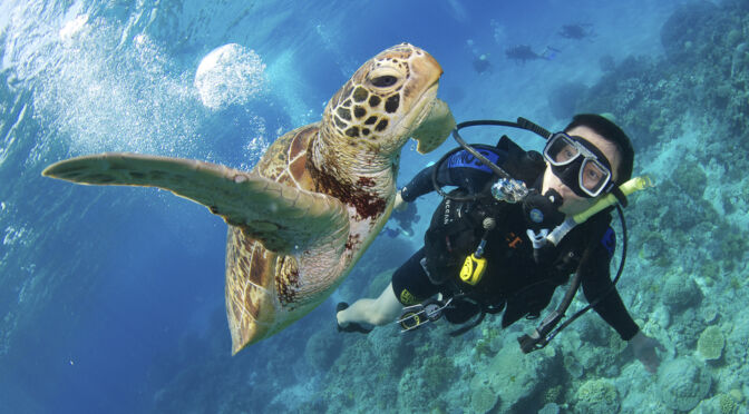 SEA TURTLE