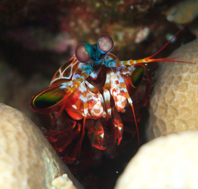 Matis Shrimp