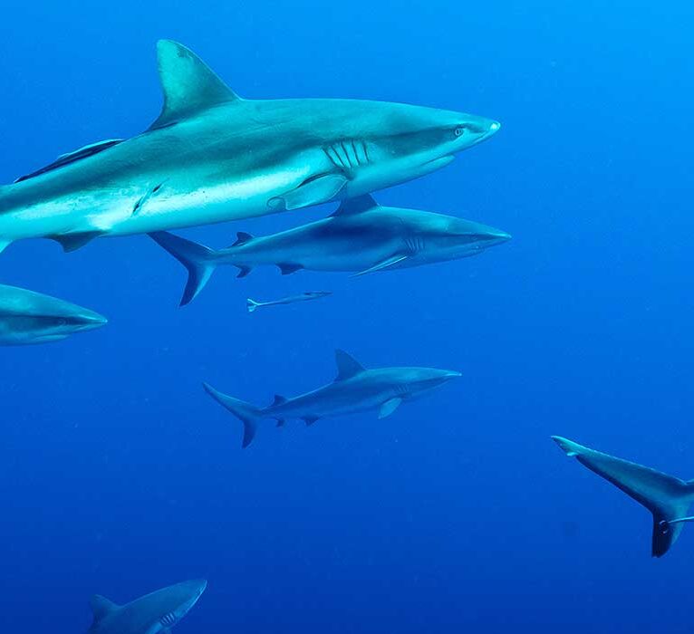 Grey Reef Shark