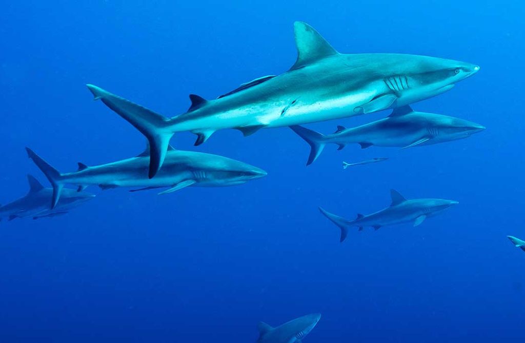 Grey Reef Shark