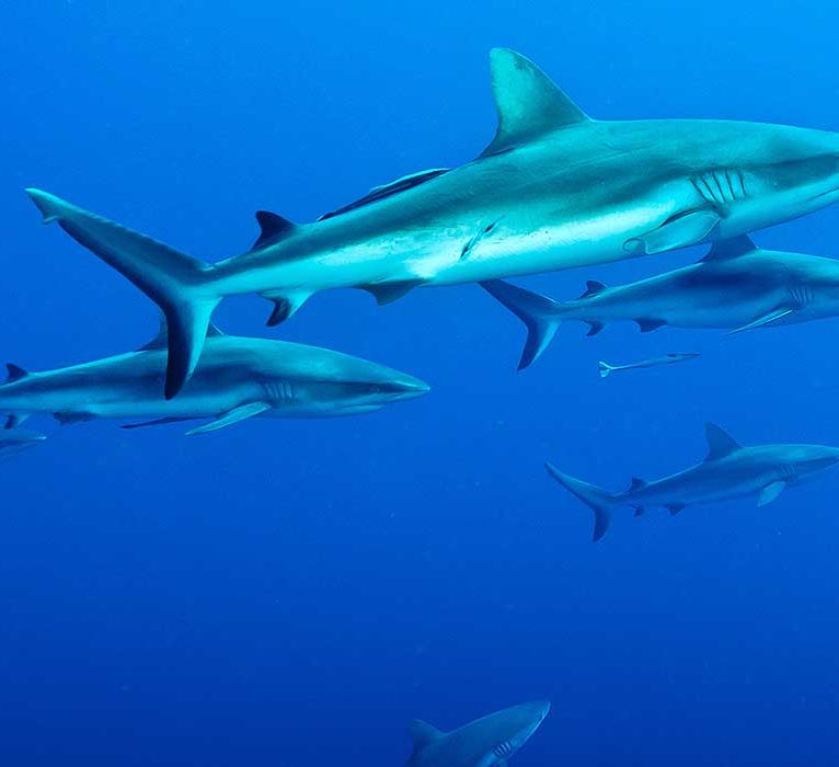 Grey Reef Shark