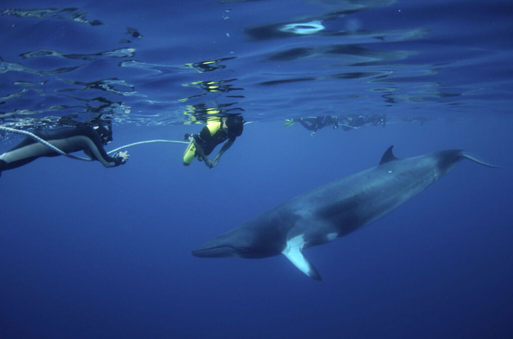 Minke Whale Cairns