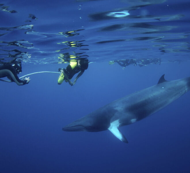 Minke Whale Cairns