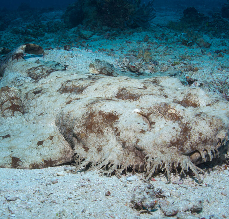 Wobbegong Shark