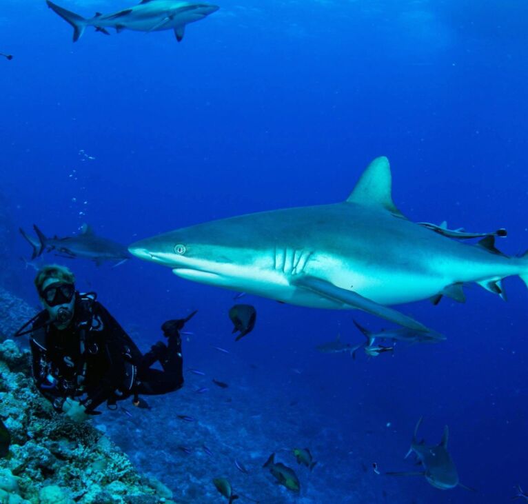 Shark Diving Australia