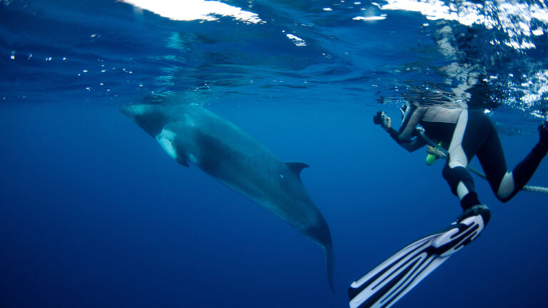 diver-swimming-with-Minke-Whales