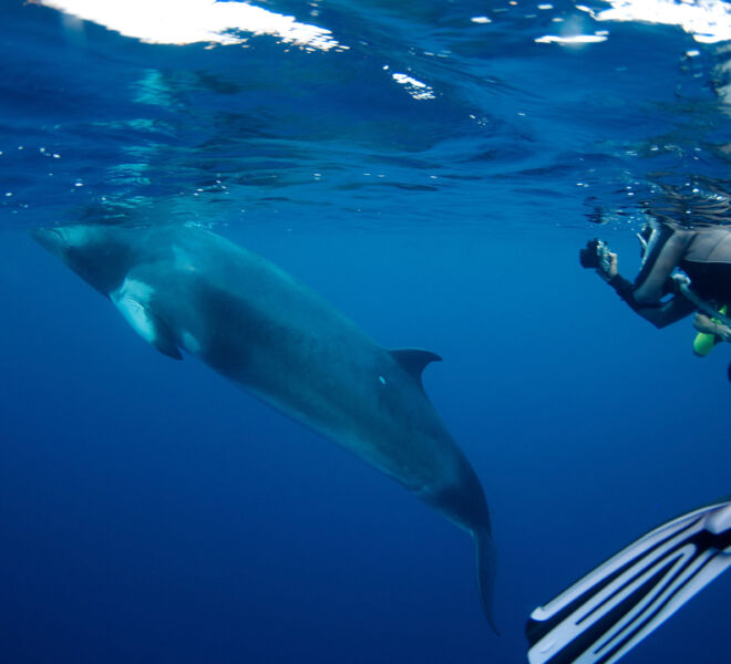 diver-swimming-with-Minke-Whales