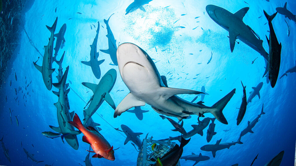 diving with sharks australia